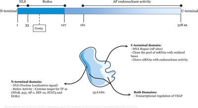 APE1/Ref-1 Role in Inflammation and Immune Response